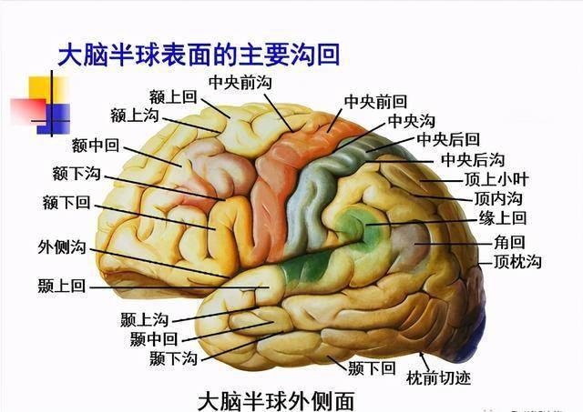 高清大脑解剖图谱建议收藏