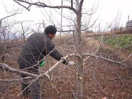 果树修剪歌,总结全面,简单易懂!