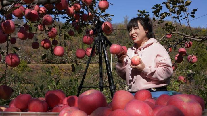 内丘|河北内丘：苹果丰收助增收
