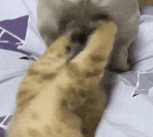 家里养猫咪的要小心了,这种猫咪可是会吃蛋蛋的!