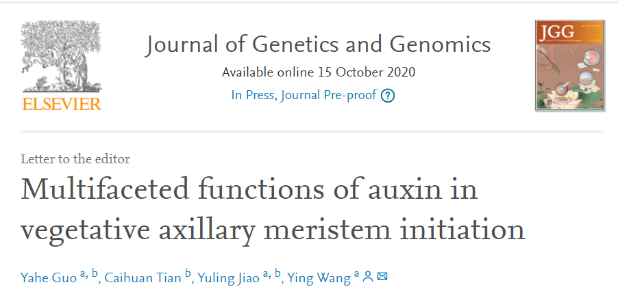 汪颖/焦雨铃合作揭示生长素在植物侧生分生组织形成中