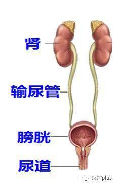 膀胱冲洗用于尿路感染治疗?当心越冲越糟糕!