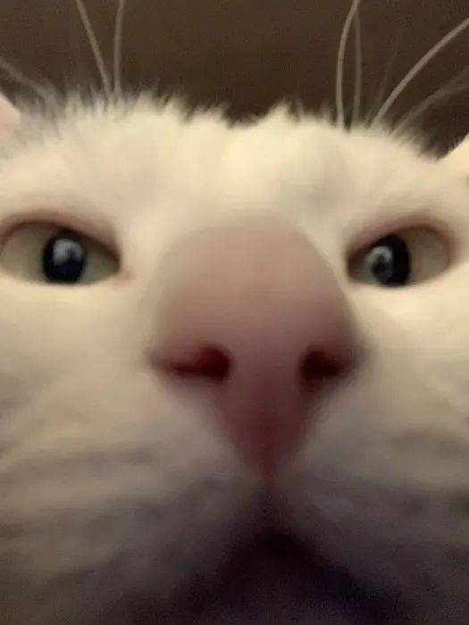 eaf8a5c467aa4da4be3a5307cf8e46e7.jpeg
