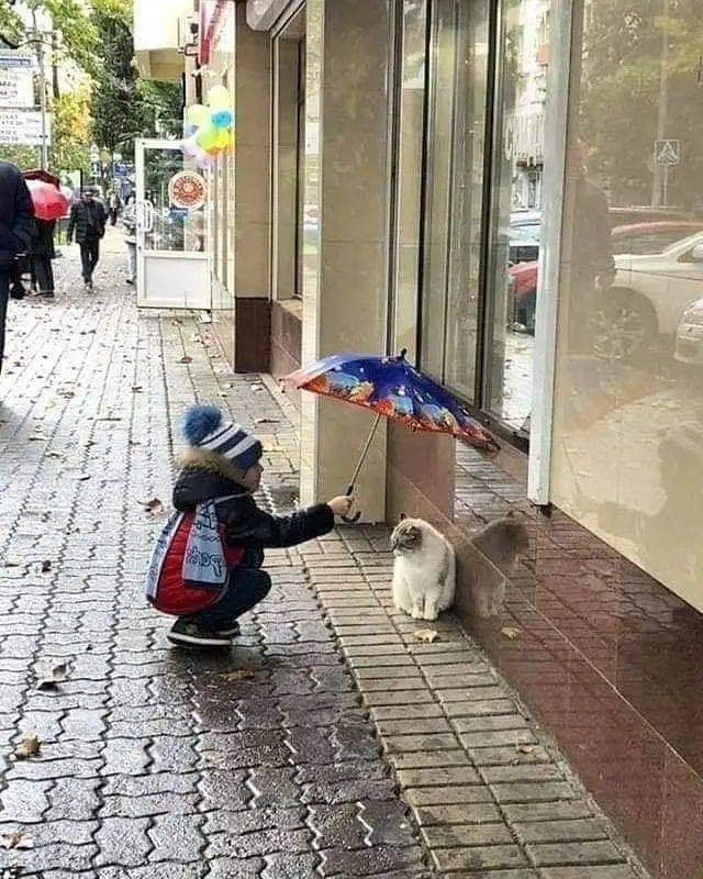 下雨后打着伞的小男孩看到一只流浪猫竟做出这样的举动