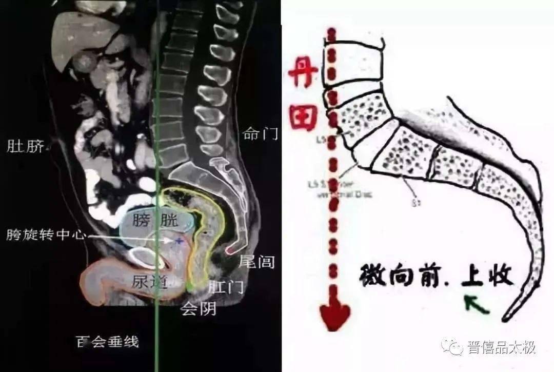 尾闾中正就是要将尾椎骨收至人在母胎中的位置