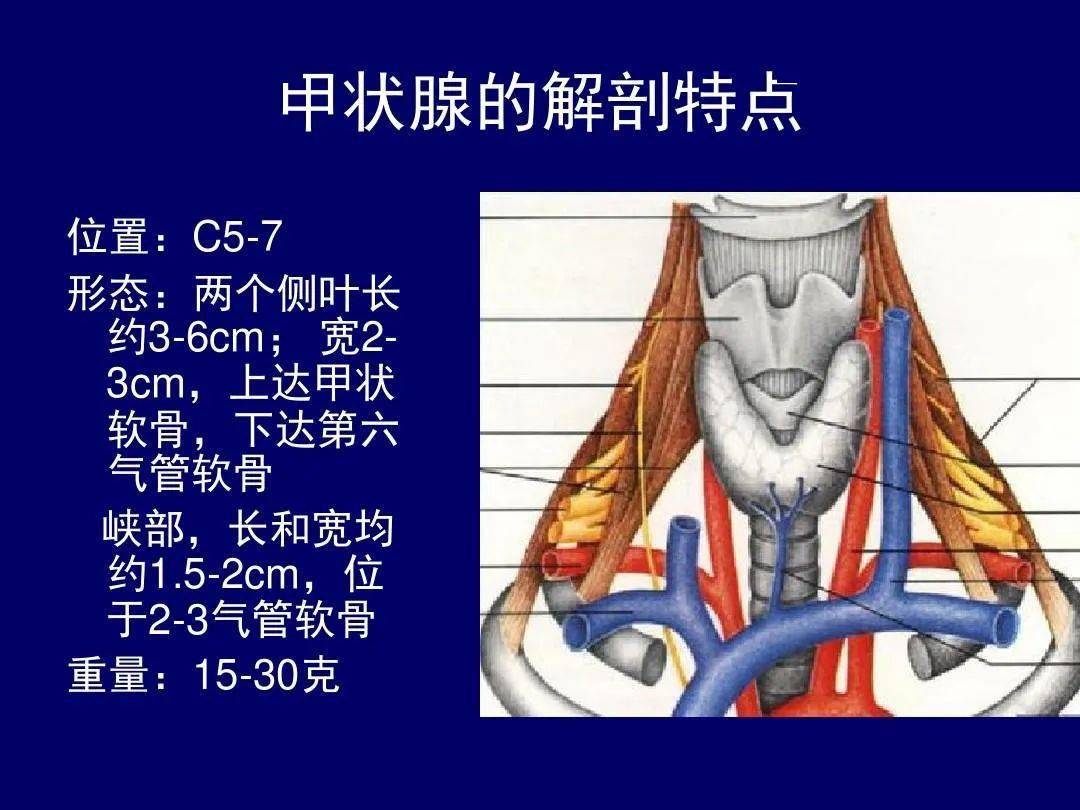 颈部断层解剖详解