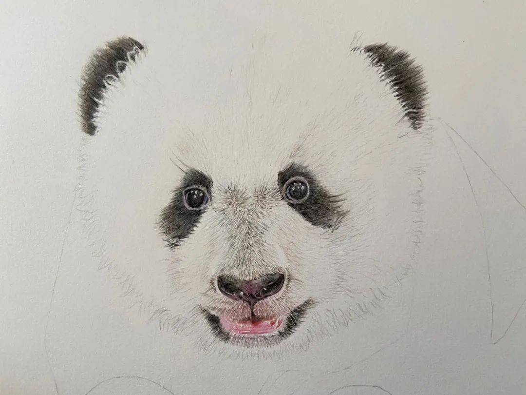 彩铅画图文教程 | 熊猫