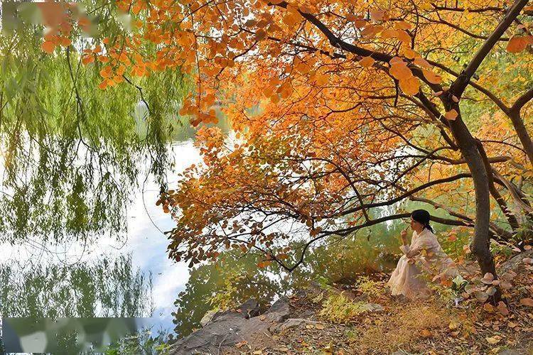 燕南园|未名湖、静园、燕南园……北大秋色的美，是你想象不到的