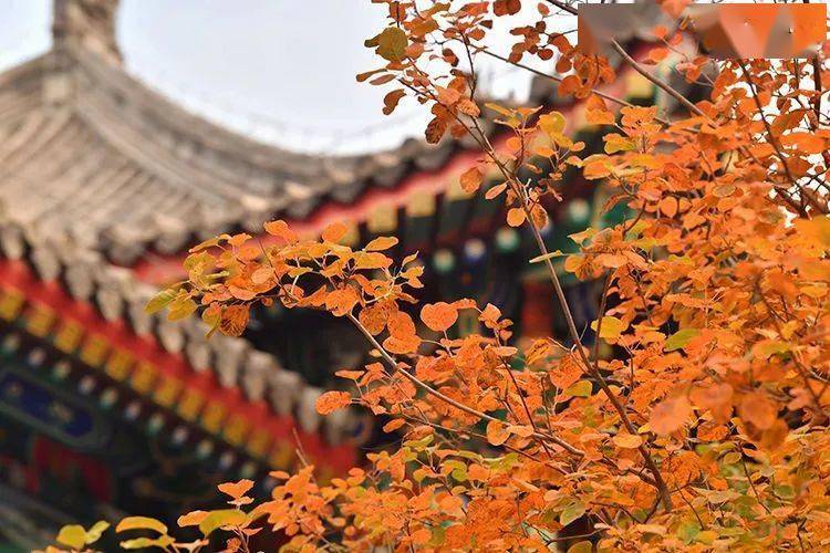 燕南园|未名湖、静园、燕南园……北大秋色的美，是你想象不到的