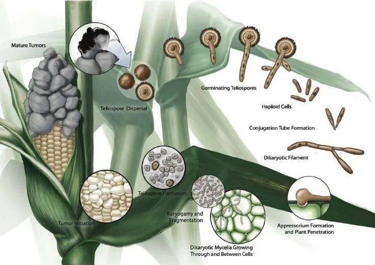 黑粉菌感染玉米的过程   图源:leckat seeds