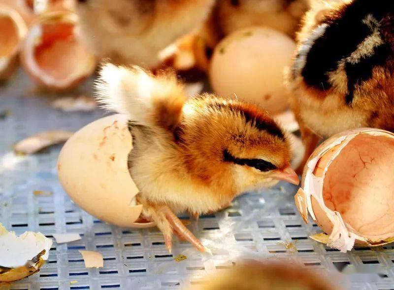 【家禽养殖】小鸡出壳时的温度多少为宜?小鸡出壳后如何保温?