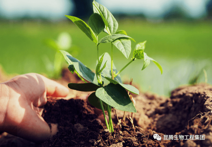 土壤得病作物受害要想作物长势好应当先从改良土壤入手