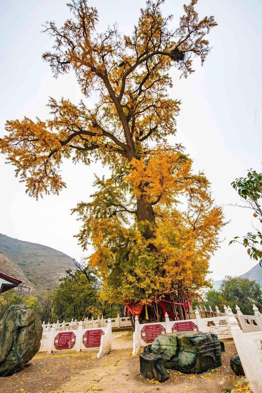 芮城县大王镇南辿村的银杏古树永济市虞乡镇风伯峪村松林寺的白皮松