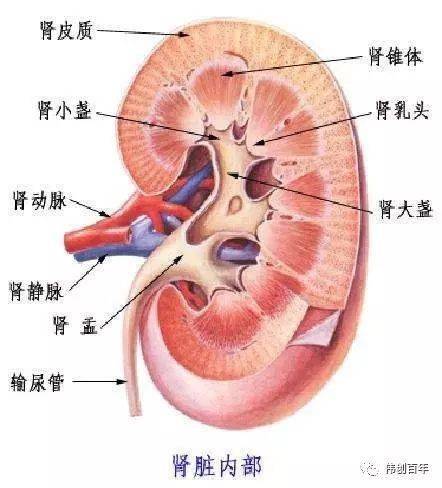 关于肾脏,您了解多少?_肾盂