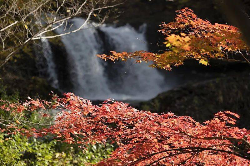 枫叶飘落的声音简谱_枫叶飘落图片