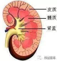 在肾纵切面可以看到,肾实质分内外两层:外层为皮质,内层为髓质.