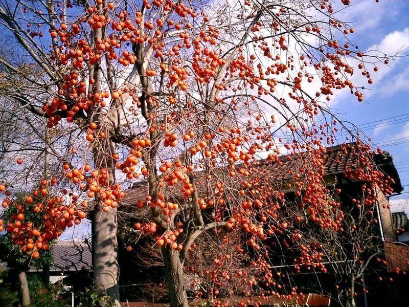 青年|柿子就像我磕的CP，要么好甜，要么好涩