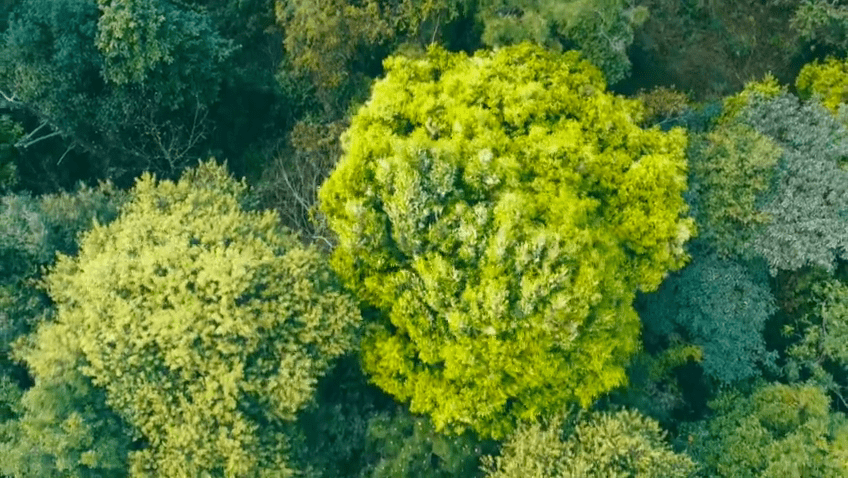 由于亚热带海洋季风气候影响  形成典型的热带亚热带原始森林植被