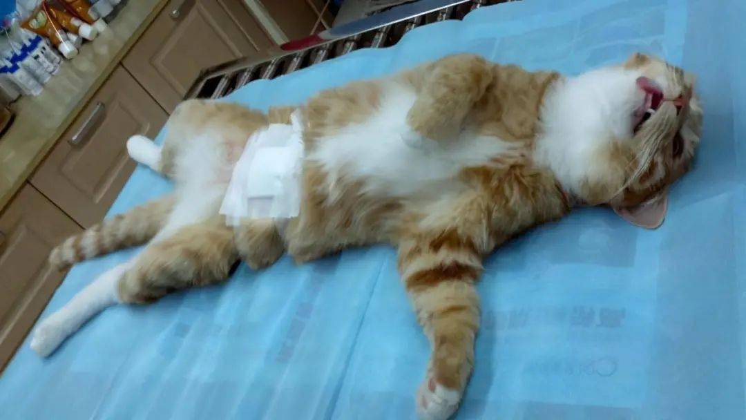 攻击性降低 绝育后的公猫攻击性会降低,也不会到处喷尿标记自己的