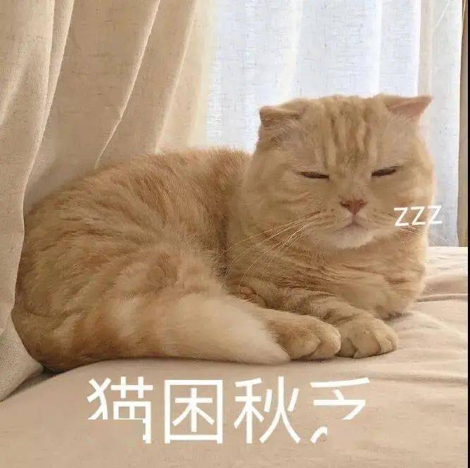 【沙雕猫表情包】橘猫沙梨表情包