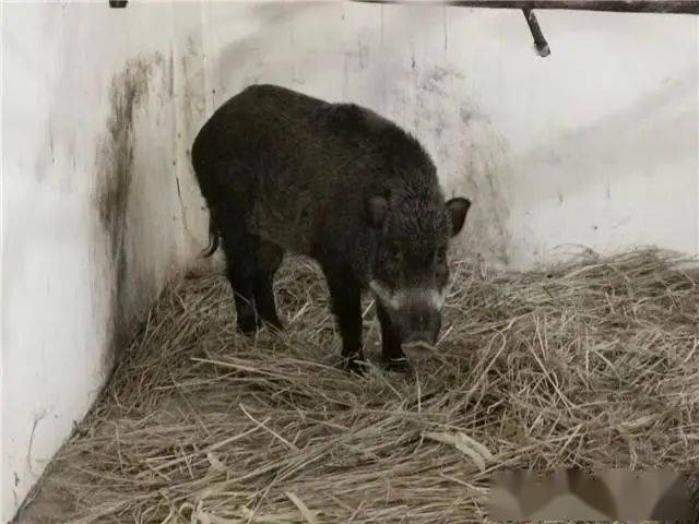 什么动物能打过野猪王 c6e87e25b9824211a4126934cb14d59c.jpeg