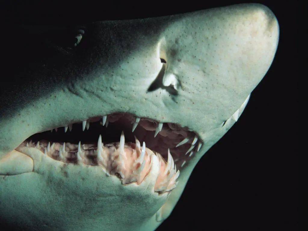 鲨鱼牙齿的形状是多种多样的,据观察统计共有八种样式:梳状齿,异型