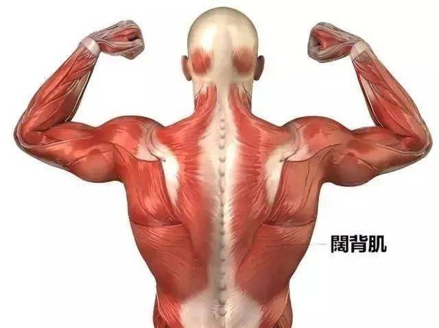 干货:从筋膜的角度看腰痛.腰肌筋膜炎是个什么东西