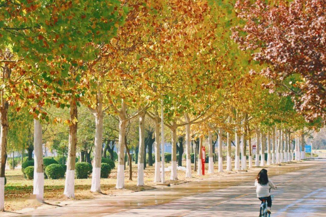 官宣|高校“官宣”秋景来了，有你的校园记忆吗？