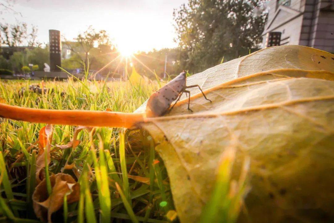 官宣|高校“官宣”秋景来了，有你的校园记忆吗？