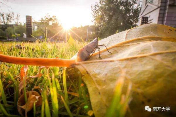秋景大|高校秋景大赏丨想在春天种下一片色彩 在秋天送给你