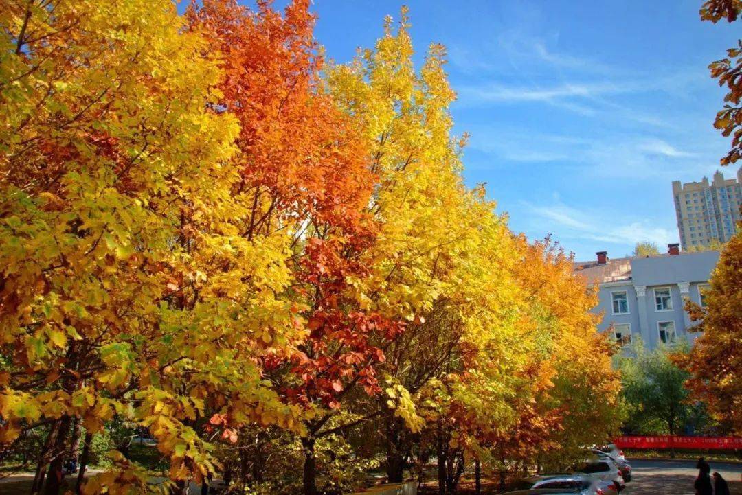 官宣|高校“官宣”秋景来了，有你的校园记忆吗？