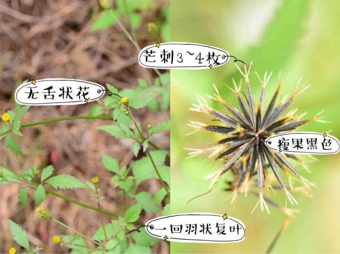 畲药文化小讲堂丨畲药界的天然降压药鬼针草