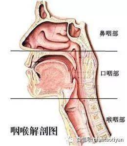 鼻炎,咽喉炎,支气管炎之间有什么关系?