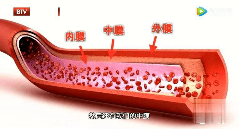 正常的血管其实就像一个多层的橡皮管,由内膜,中膜,外膜三层结构组成
