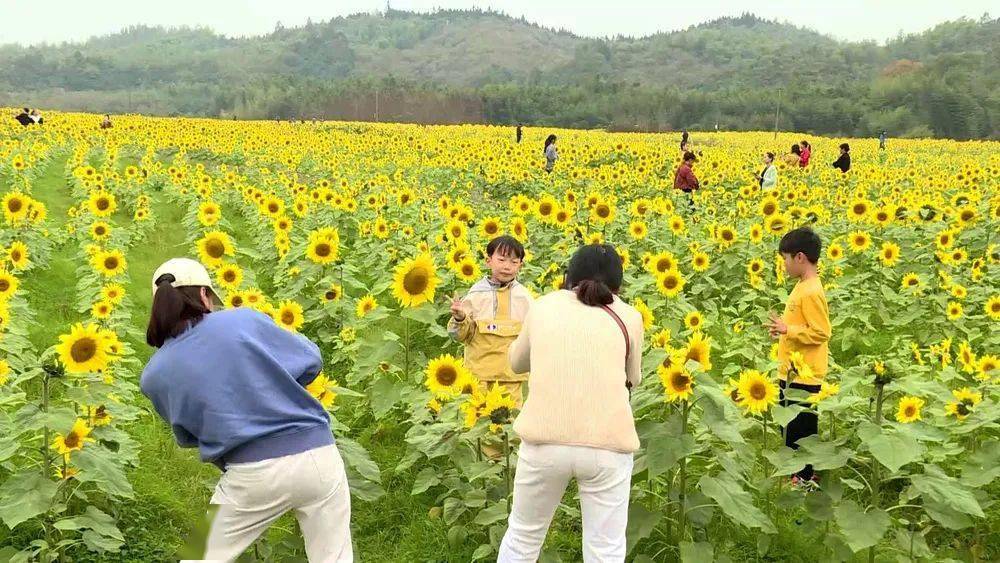 杨滩九房:千亩花海竞相开绽放