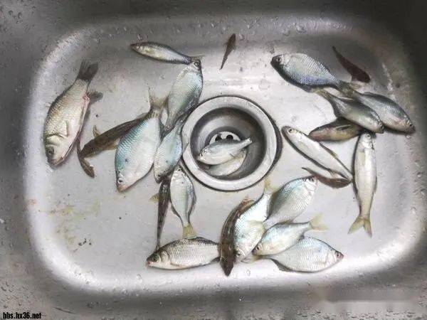 小鱼怎么处理干净视频 250ead65553646d99592d4cf68e3d085.jpeg