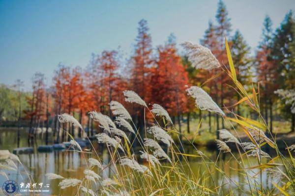 秋景|惊艳！高校官宣秋景来了，有你的母校吗？