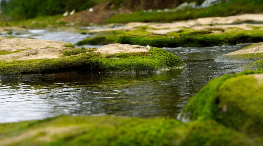 游·游仙 | 芙蓉溪岸赏美景,溪水如镜入我心