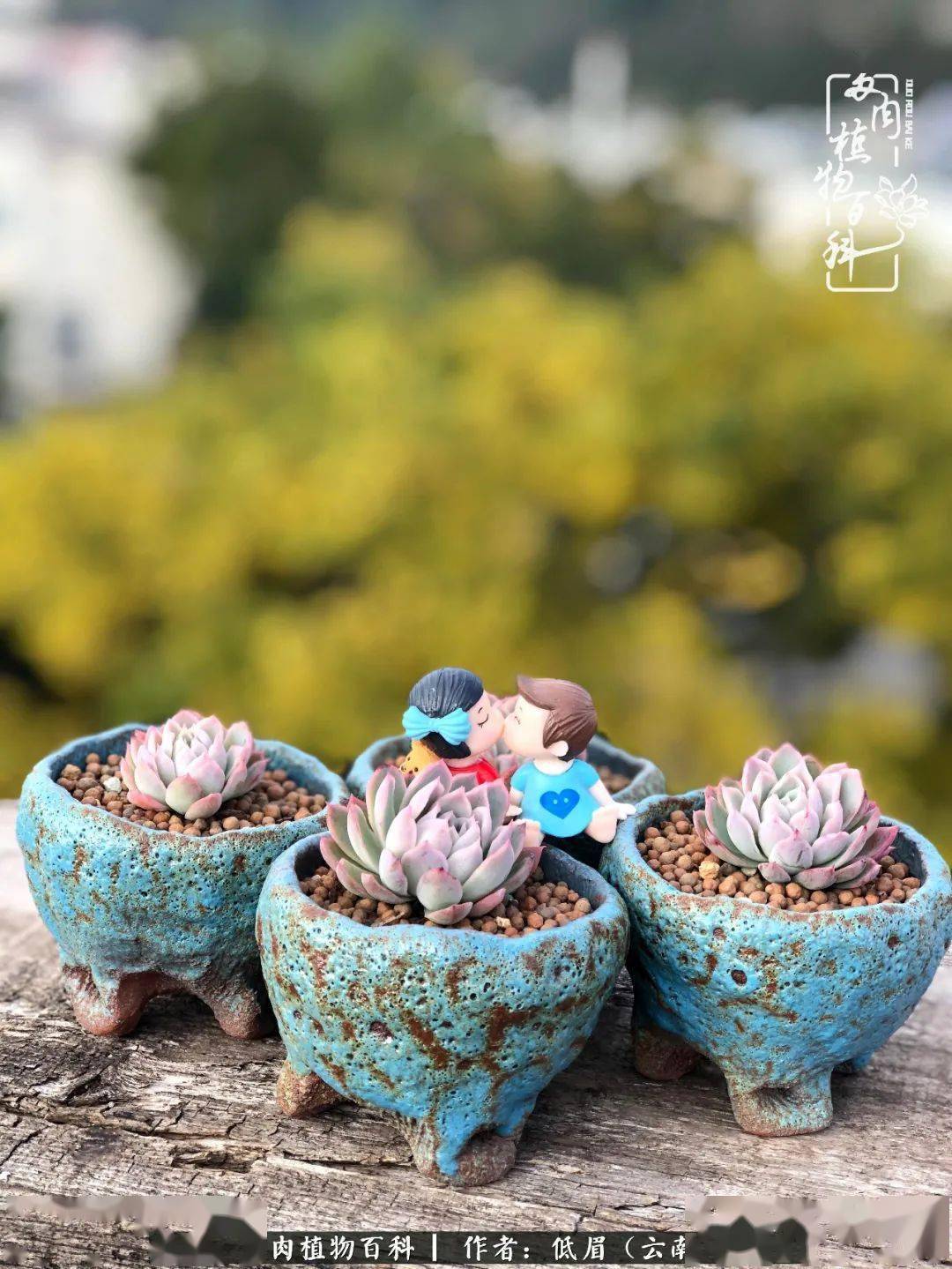 深秋里，小家碧玉般的拇指盆多肉！_手机搜狐网