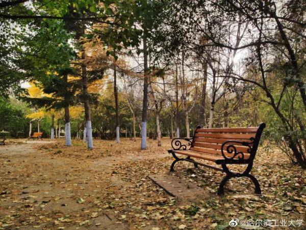 秋景|惊艳！高校官宣秋景来了，有你的母校吗？