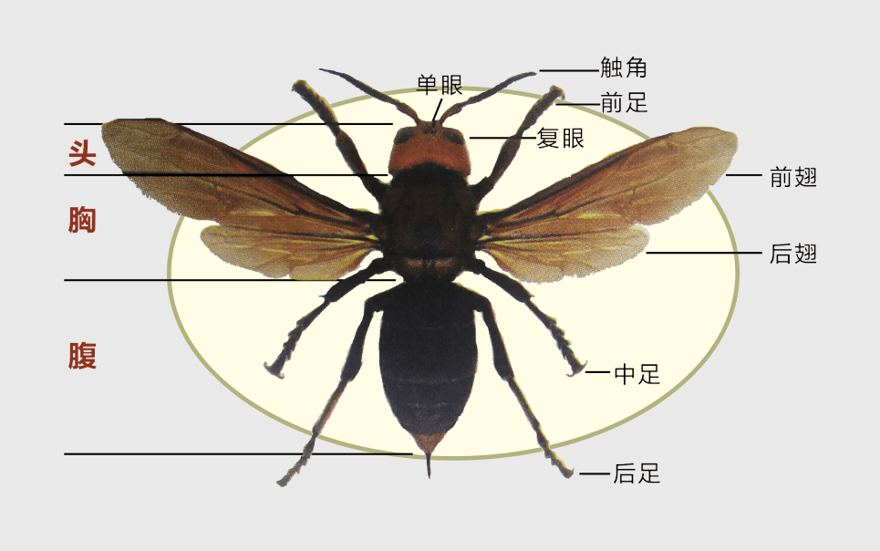 昆虫的基本特征 第一步 首先从数腿开始,大多数的昆虫都有六条腿; 第