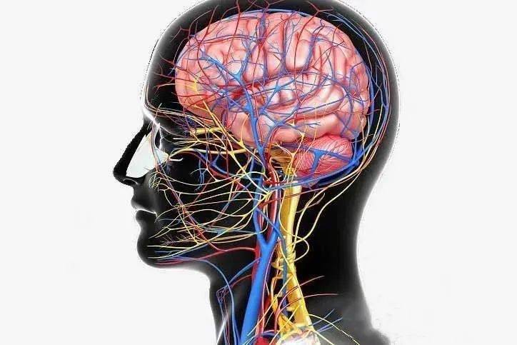 搭脉怎么看脑供血不足_脑供血不足怎么调理(3)