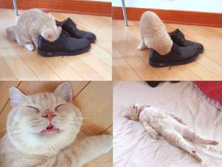 猫主子怎么总喜欢闻臭鞋舔臭脚