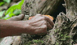 仙人掌|灵芝护肤？仙人掌敷脸？大牌们真是越来越敢了！