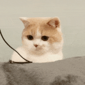 历史回顾 | 网红猫咪 | 小短腿猫咪凸凸表情包(二)