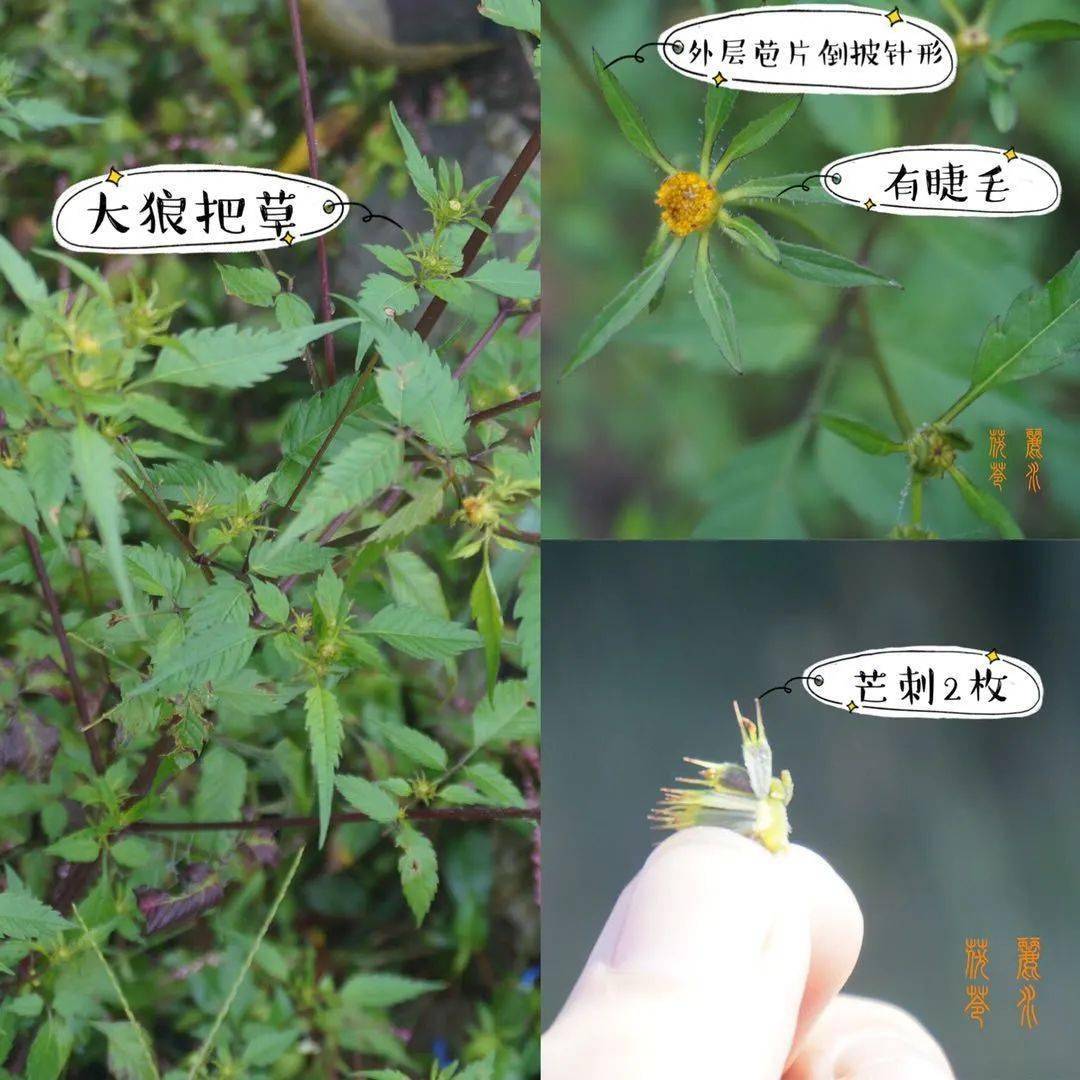 什么是天然的降压药 38510d789ca349a782fc4efa9ce772d1.jpeg