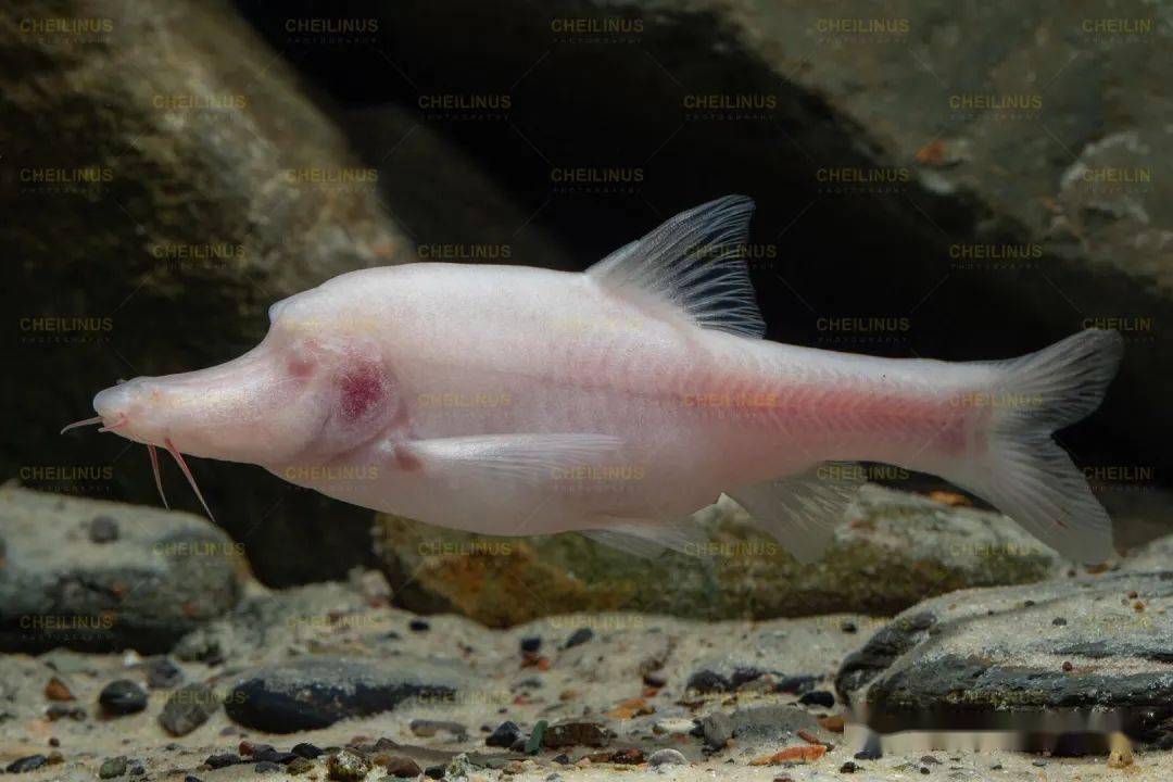 中国原生鱼摄影记录(6)迷窟邂逅:无光世界里的神奇鱼类 Cheilinus国鱼写真_广西