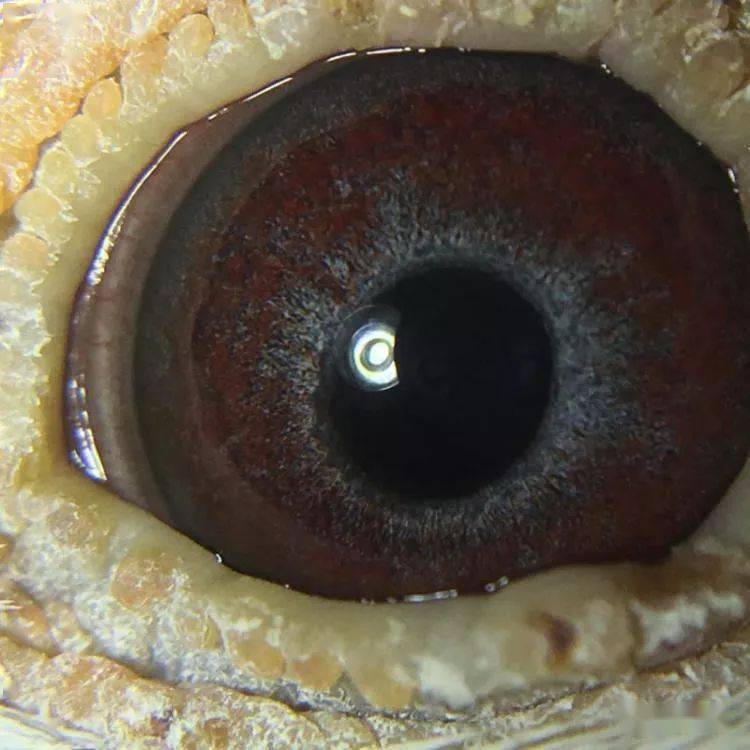 世界最好的紫罗兰鸽眼是怎么作出的?