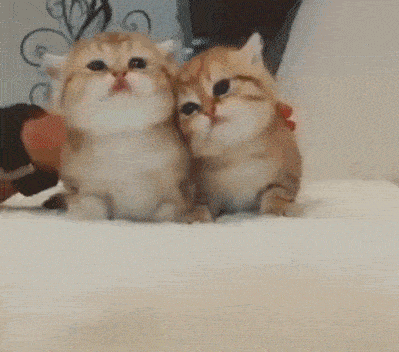 小孩撸猫后得怪病孩子的这些症状千万别忽视