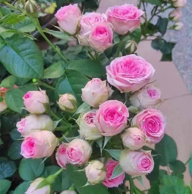 带你认识我喜欢的100个经典月季花品种花友秀